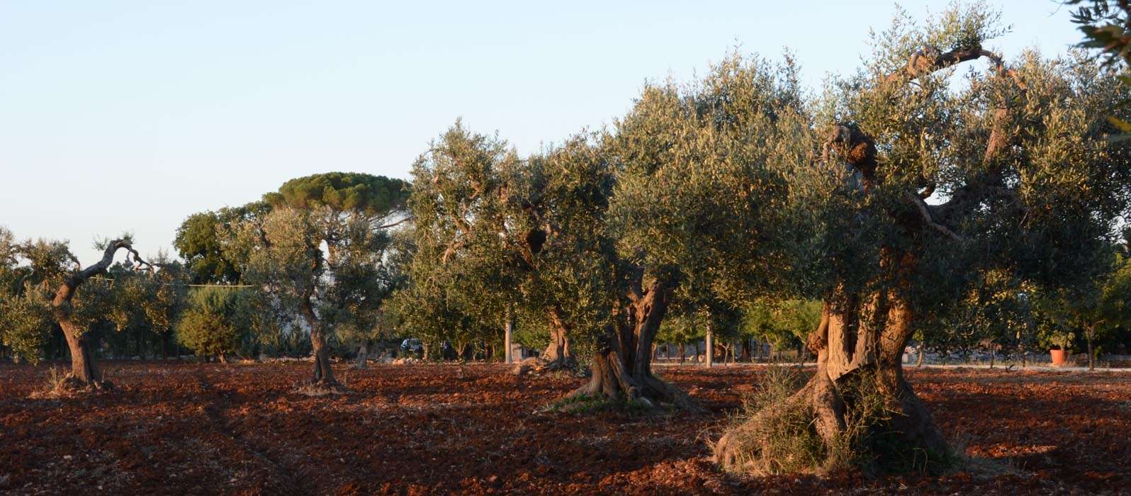 les oliviers centenaires, les Pouilles