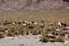 troupeau de lamas