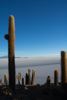 les cactus de l'ile d'Incahuasi et le Salar