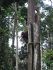 Orang-Outan à Sepilok