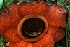 La Rafflesia (plus grande fleur du monde)