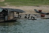 les Cormorans pour la pêche