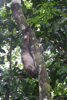un paresseux monte à la cime de l'arbre