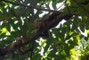 les singes capucins