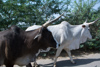 vaches et zébus, animaux sacrés, région de Bera