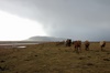 les chevaux Islandais