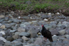 l'Urubu à tête rouge, le vautour de la jamaïque