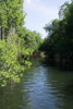 la mangrove de Black River