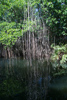 les racines de palétuviers de la mangrove