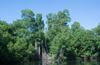 la mangrove de Black River
