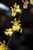 Orchidée au jardin du même nom près de Denpasar 