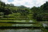 rizières entre Batur et Amed