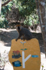 le lémur fauve nous indique la direction à suivre dans le parc
