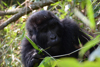 Un jeune gorille des montagnes dans la forêt de Bwindi