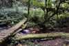 la forêt équatoriale presque préservée (bwindi)