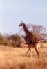 l'élégante girafe masai