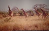 Girafes Masai