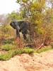 notre premier éléphant à Kafue