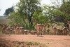 troupeau de femelles impala