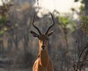 impala mâle au petit matin