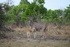 koudous et impala