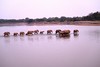 la traversée des éképhants de la rivière Luangwa au petit matin
