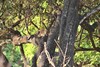 le léopard fait corps avec la branche
