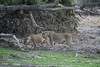 les lionnes au point d'eau