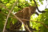 le léopard nous observe et n'est pas craintif