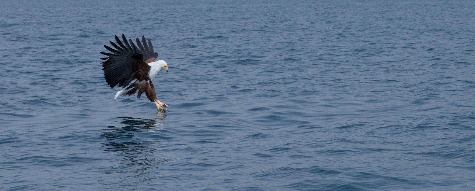 l'aigle pêcheur sur le lac Malawi