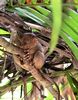 le tarsier, un petit primate nocturne 