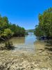 la mangrove
